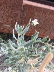 Nerisyrenia camporum