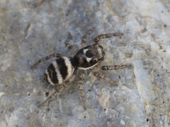 Salticus propinquus