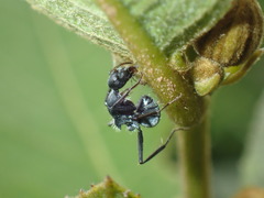 Orthonotomyrmex