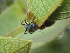 Orthonotomyrmex
