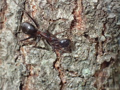 Camponotus etiolipes