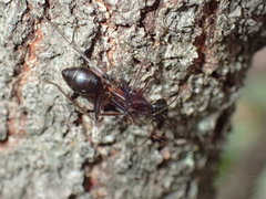Camponotus etiolipes