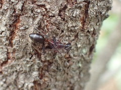 Camponotus etiolipes