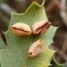 Pinched Leaf Gall Wasp - Photo (c) dlbowls, some rights reserved (CC BY-NC), uploaded by dlbowls