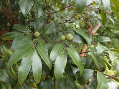 Landolphia kirkii