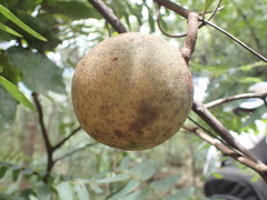 Landolphia kirkii