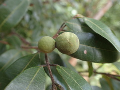 Landolphia kirkii