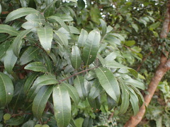 Landolphia kirkii