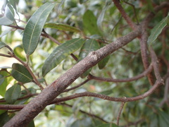 Landolphia kirkii