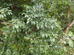 Landolphia kirkii