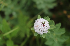 Stellera chamaejasme