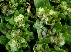Gomphrenoideae