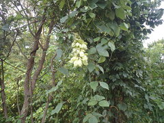 Mucuna poggei