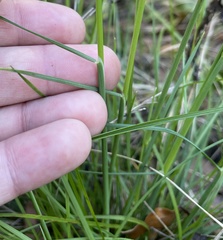 Piptochaetium avenaceum