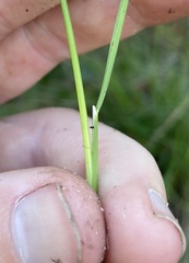 Piptochaetium avenaceum