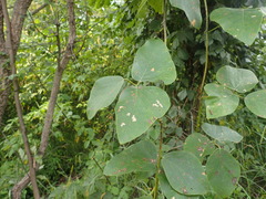 Mucuna poggei