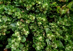 Gomphrenoideae
