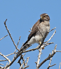 Spiziapteryx circumcincta