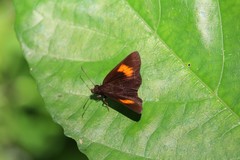 Koruthaialos rubecula