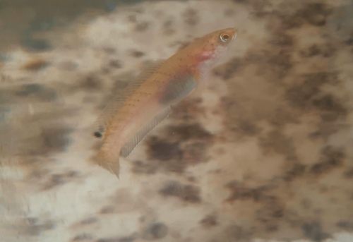 Walking snakehead (Channa orientalis) — Channidae — 5