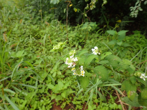 Lantana rugosa image