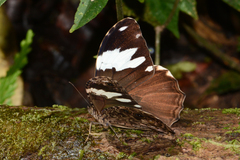 Manataria hercyna