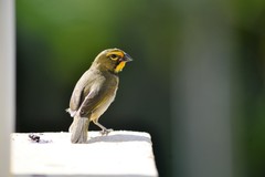 Tiaris olivaceus