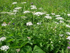 Arafoe aromatica
