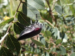 Sternocera orissa variabilis