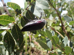 Sternocera orissa variabilis