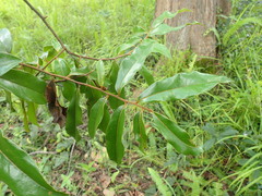 Chrysophyllum gorungosanum