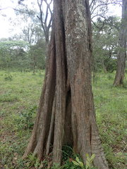 Chrysophyllum gorungosanum