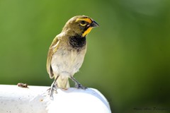 Tiaris olivaceus