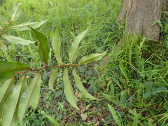 Chrysophyllum gorungosanum