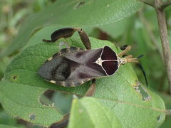 Petascelis remipes