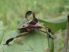 Petascelis remipes