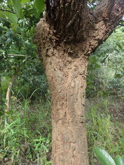 Pterocarpus angolensis