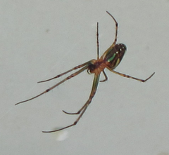 Leucauge
