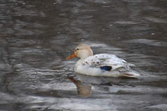 Anas platyrhynchos domesticus