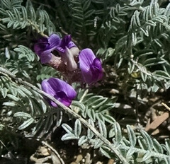 Astragalus desperatus