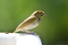 Tiaris olivaceus