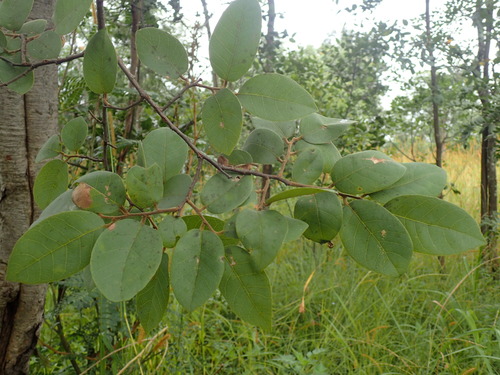 Image of Pseudolachnostylis maprouneifolia by (c) Mahomed Desai, some rights reserved (CC BY)