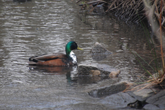 Anas platyrhynchos domesticus