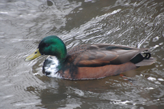 Anas platyrhynchos domesticus