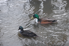 Anas platyrhynchos domesticus