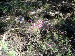 Dalea frutescens