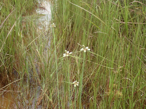 Lipocarpha chinensis image