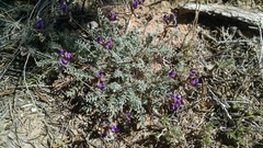 Astragalus desperatus