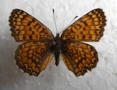 Melitaea ornata