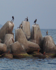 Phalacrocorax carbo